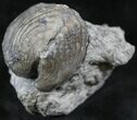 Platystrophia Brachiopod Fossil From Kentucky #26473-1
